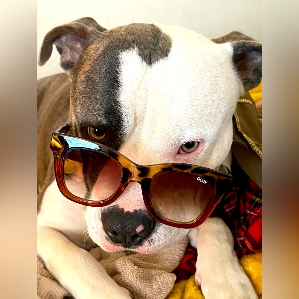 Check out our sunglasses all authentic and make an offer. Thanks in advance